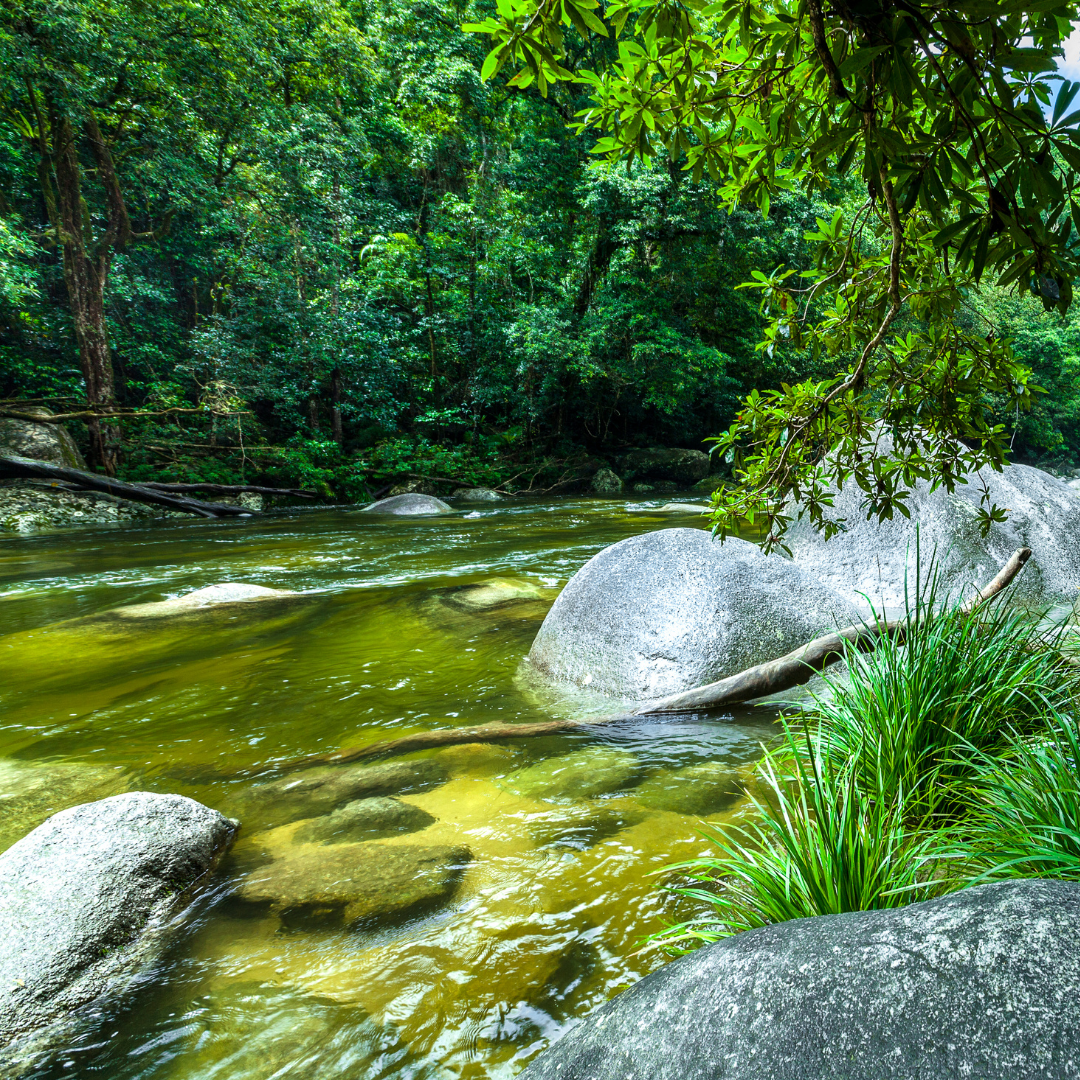 Daintree Rainforest untitled design (39)